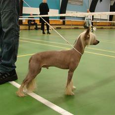 Chinese crested hårløs Quincy