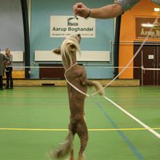 Chinese crested hårløs Quincy