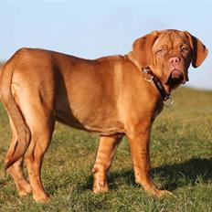 Dogue de bordeaux Miss McKenzie