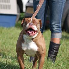 Renascence Bulldogge Gargoyles Brown Sugar