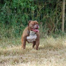Renascence Bulldogge Gargoyles Brown Sugar