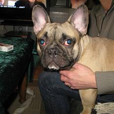 Fransk bulldog Buller
