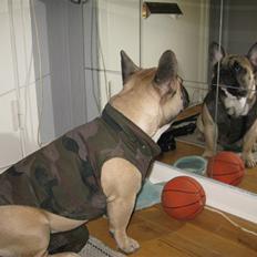 Fransk bulldog Buller