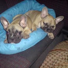 Fransk bulldog Buller