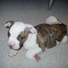 Amerikansk bulldog Kenzo