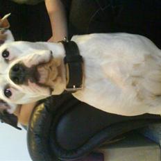 Amerikansk bulldog sonja