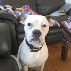 Amerikansk bulldog sonja