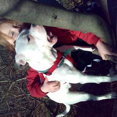 Amerikansk bulldog sonja