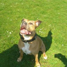 Amerikansk staffordshire terrier Thea