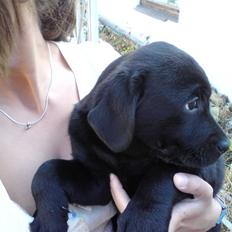 Labrador retriever Molly