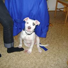 Amerikansk bulldog Daisy