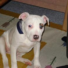 Amerikansk bulldog Daisy