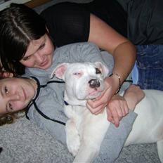 Amerikansk bulldog Daisy