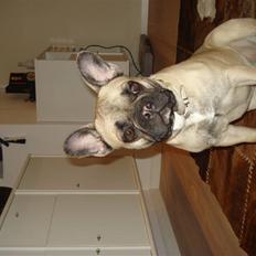 Fransk bulldog Berta