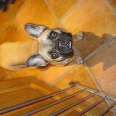 Fransk bulldog Berta