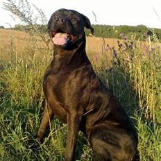 Cane corso Odin