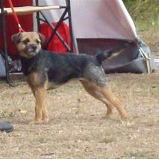 Border terrier Dalshøj´s Tikki