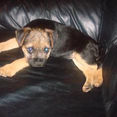 Border terrier Dalshøj´s Tikki