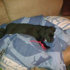 Labrador retriever <3 Bonto <3 