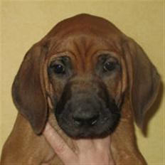 Rhodesian ridgeback Bozzy (Kuzonga's Embo)