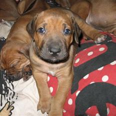 Rhodesian ridgeback Bozzy (Kuzonga's Embo)