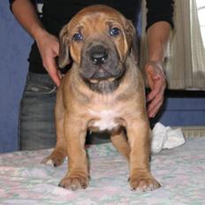 Rhodesian ridgeback Bozzy (Kuzonga's Embo)