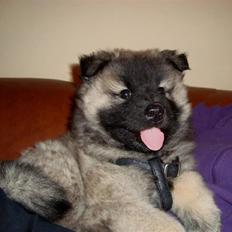Eurasier Tara