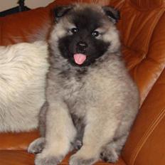 Eurasier Tara