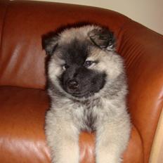 Eurasier Tara
