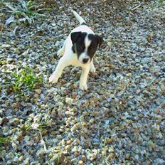 Jack russell terrier Anna