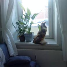 Shetland sheepdog queenie