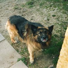 Schæferhund Bjørn *R.I.P*