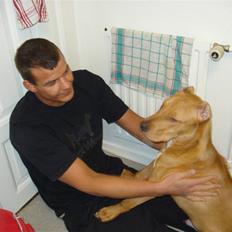 Amerikansk staffordshire terrier JACOB