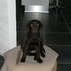 Labrador retriever "Chigo"