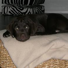 Labrador retriever "Chigo"