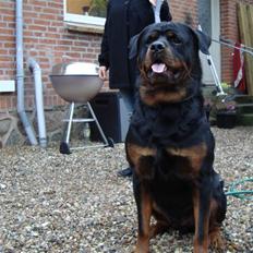 Rottweiler Febæk´s Yuri *R.I.P*