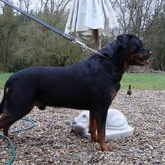 Rottweiler Febæk´s Yuri *R.I.P*