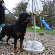Rottweiler Febæk´s Yuri *R.I.P*