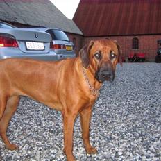 Rhodesian ridgeback Nala