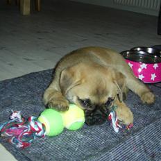 Blanding af racer Emma