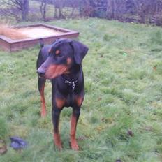 Dobermann Cæsar