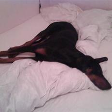 Dobermann Cæsar