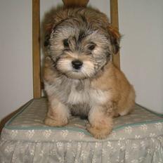 Bichon havanais Gucci