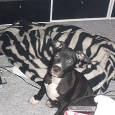 Amerikansk staffordshire terrier Kaoz