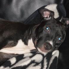 Amerikansk staffordshire terrier Kaoz