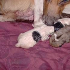 Blanding af racer Masha