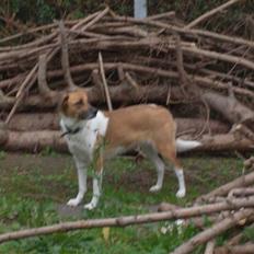 Blanding af racer Masha