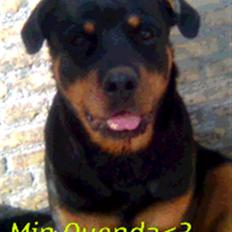Rottweiler Kennel Heitah's Quenda