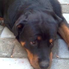 Rottweiler Kennel Heitah's Quenda