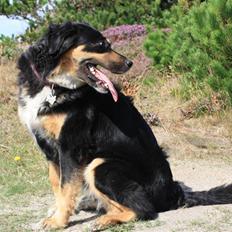 Blanding af racer Bella